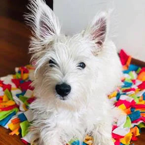 Dognocco: Una alternativa para la alimentación de los perros